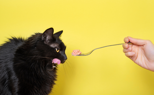 Ensuring a Stress-Free St. Patrick's Day for Pet Owners: How an Automatic Cat Feeder Can Help