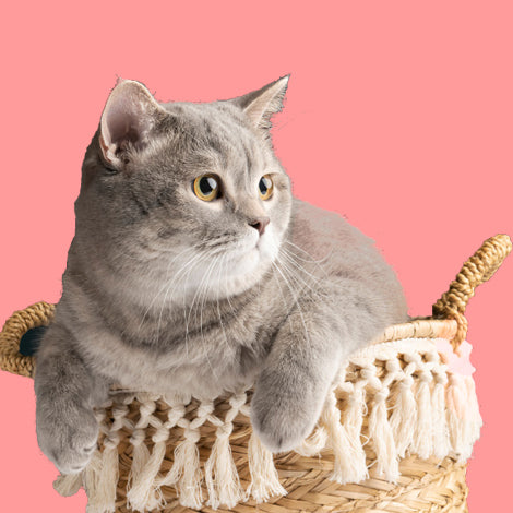 Meoowl